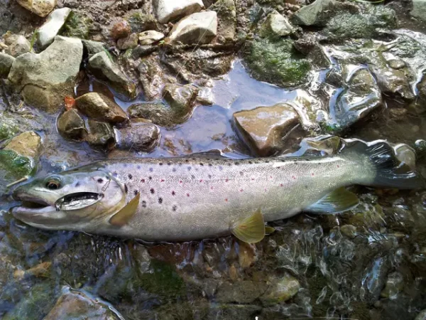 Smith Pure 2g GGO Pure 2g GGO - imagine 4