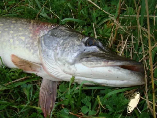 Smith Pure 2g GPS Pure 2g GPS - imagine 5