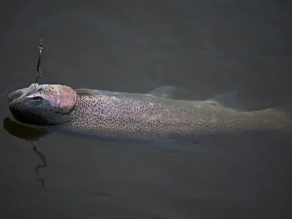 Lingurita oscilanta Smith Pure 3.5g BGO Pure 3.5g BGO - imagine 4