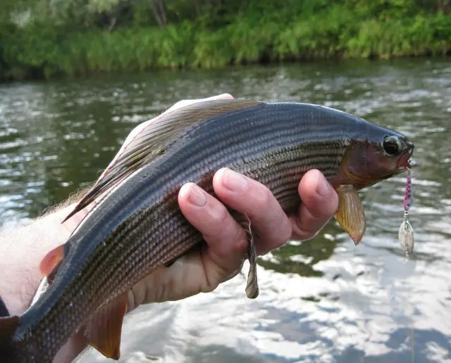 Ligurita rotativa Smith Niakis 48mm 3g 25 Niakis 48mm 3g 25 - imagine 4