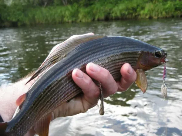 Lingurita rotativa Smith Niakis 50mm 4g 24 Niakis 50mm 4g 24 - imagine 3