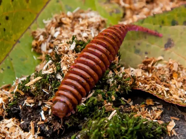 FishUp Tanta 6.1cm #049 Orange Pumpkin/Black 6.1cm Orange Pumpkin/Black - imagine 4