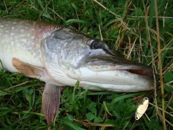 Lingurita oscilanta Smith Pure Shell 3.5g 16 WP/S Pure Shell 3.5g 16 WP/S - imagine 3