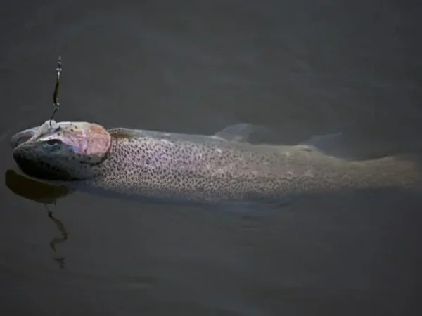 Lingurita oscilanta Smith Pure Shell 3.5g 16 WP/S Pure Shell 3.5g 16 WP/S - imagine 4