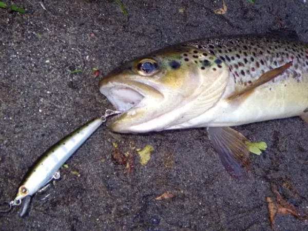 Smith Panish 55mm 2 4g 04 F Smith Panish 55mm 2 4g 04 Floating - imagine 4